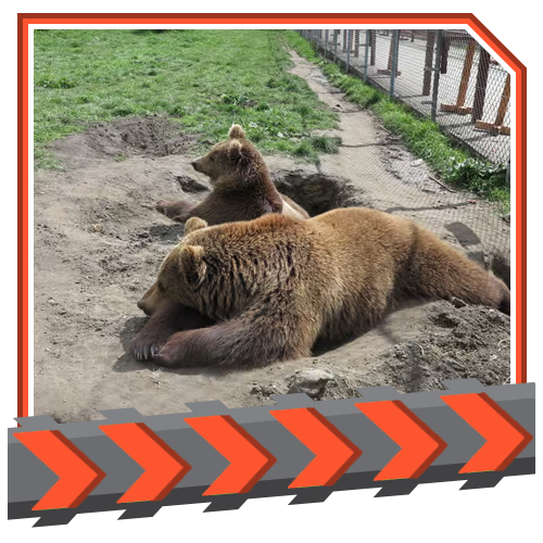 Bear and wolf sanctuary guided tour Bear and wolf sanctuary guided tour